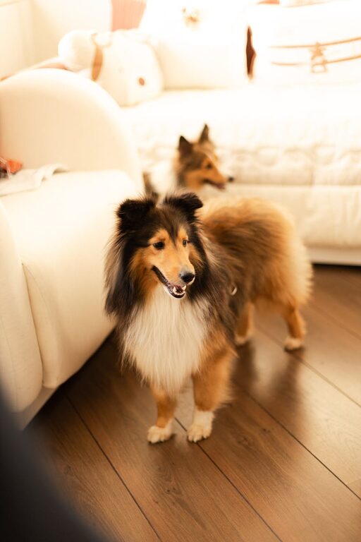 How to Set Up a Cozy and Safe Pet-Friendly Home Corner
